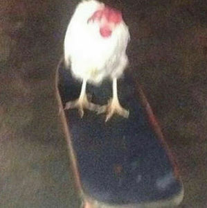 Meet your Posher, Jana